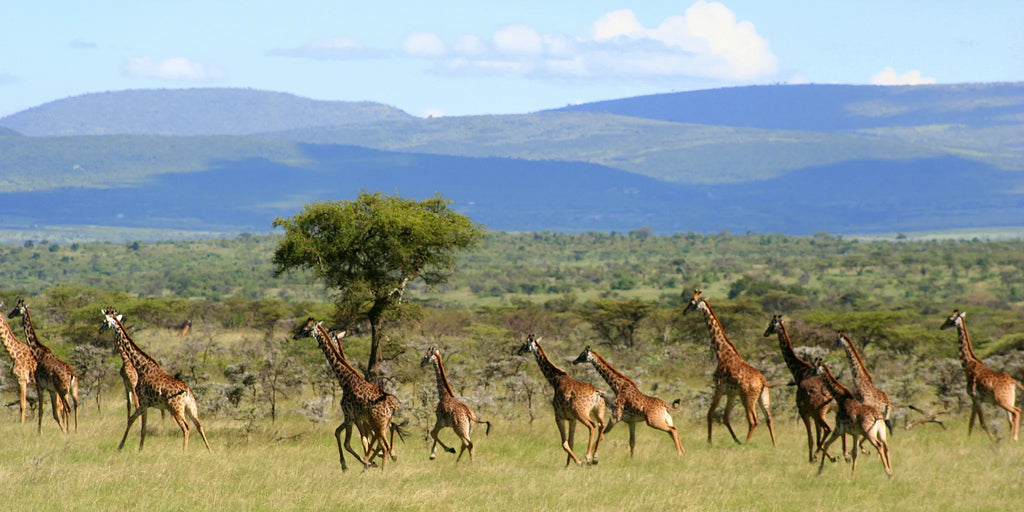 Asilia Africa | Encounter Mara - Giraffe at Encounter Mara, Mara Naboisho Conservancy, Kenya.