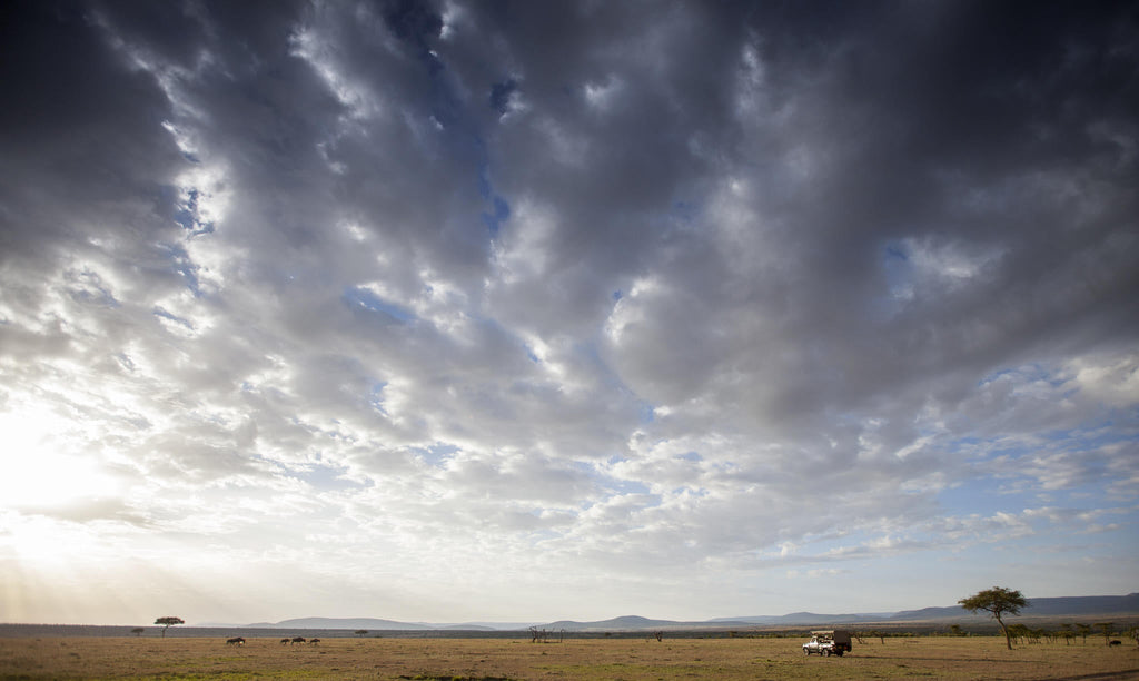 Game Drives gallery image 4