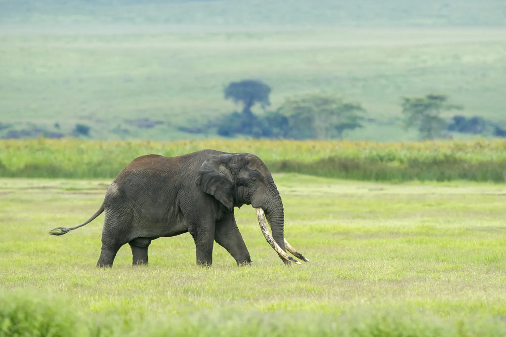 Elephant in the Crater at Entamanu Ngorongoro, Ngorongoro Crater, Tanzania.