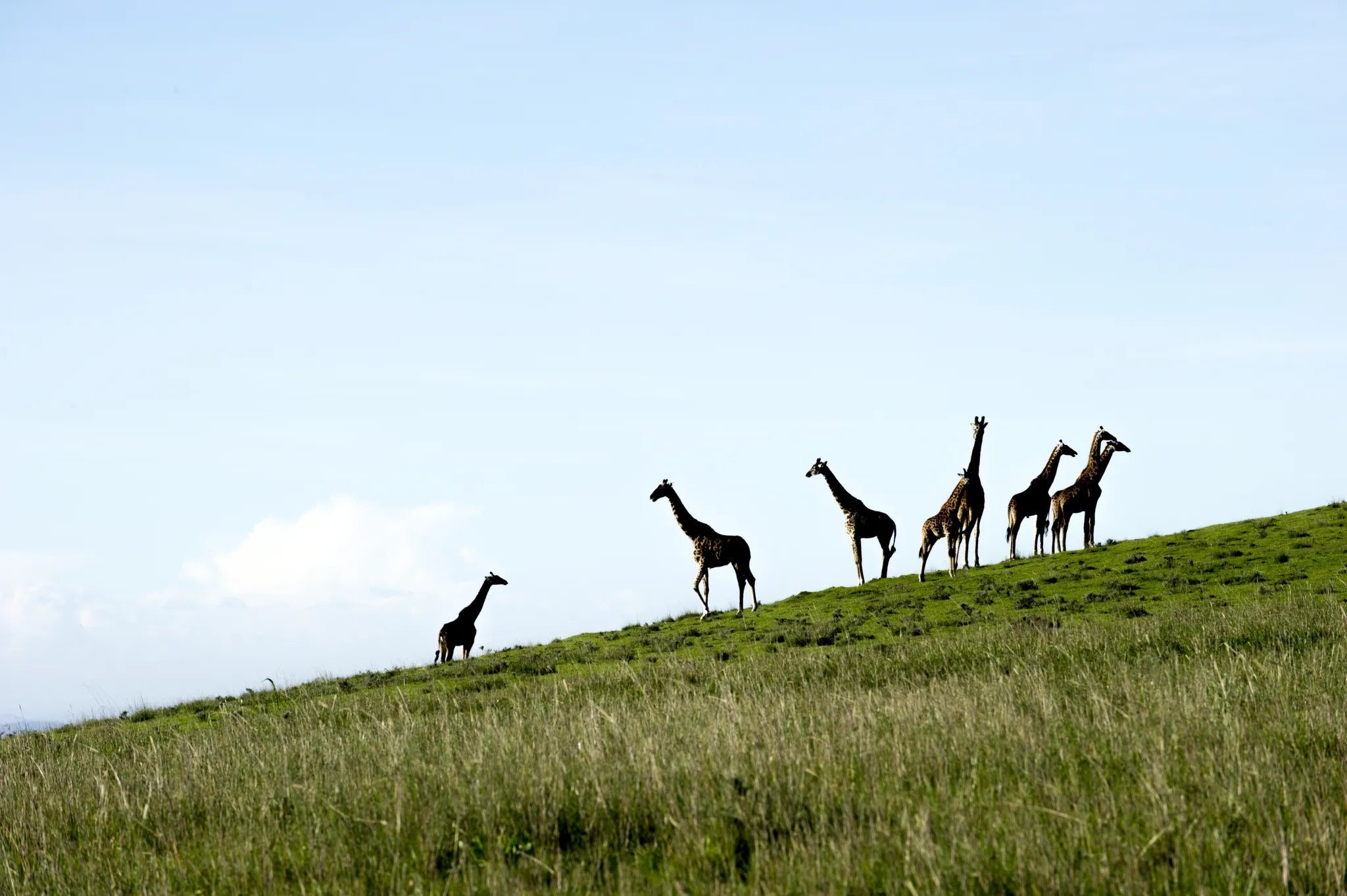 Giraffe on the rim at Entamanu Ngorongoro, Ngorongoro Crater, Tanzania.