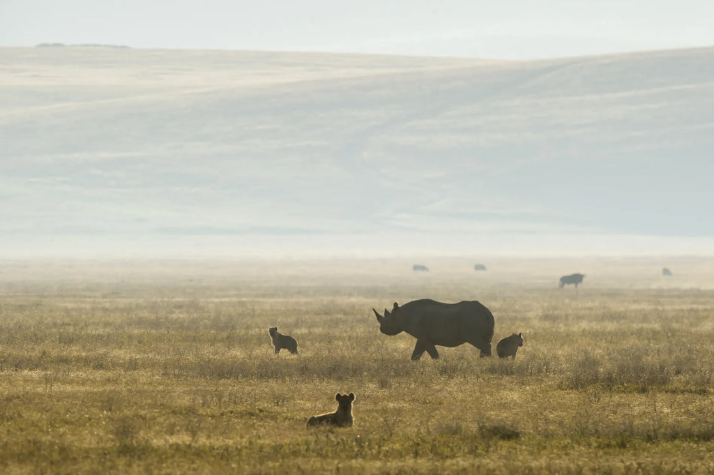 Incredible wildlife at Entamanu Ngorongoro, Ngorongoro Crater, Tanzania.