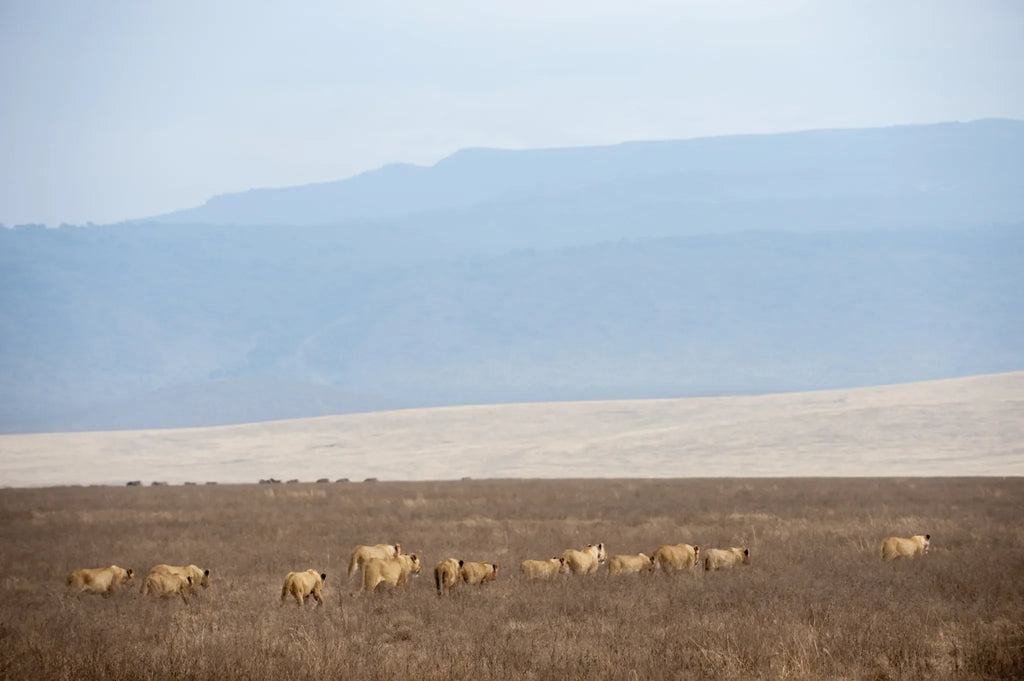 Lions in the Crater at Entamanu Ngorongoro, Ngorongoro Crater, Tanzania.
