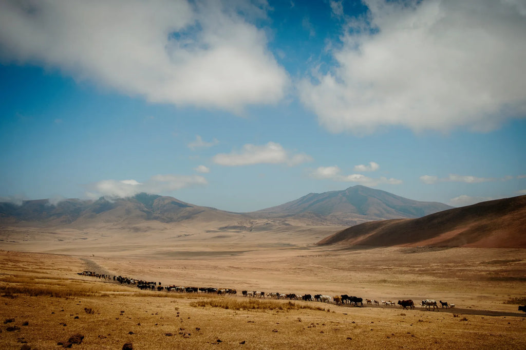 Ngorongoro highlands at Entamanu Ngorongoro, Ngorongoro Crater, Tanzania.