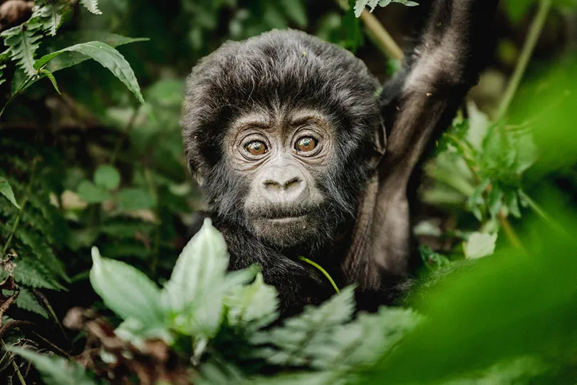 Erebero Hills - Baby Gorilla at Erebero Hills, Bwindi Impenetrable Forest National Park, Uganda.