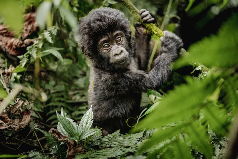Erebero Hills - Baby Gorilla in the Bushes at Erebero Hills, Bwindi Impenetrable Forest National Park, Uganda.