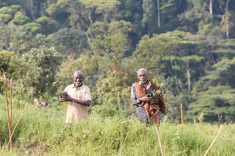 Erebero Hills - Batwa Men Planting a Tree at Erebero Hills, Bwindi Impenetrable Forest National Park, Uganda.