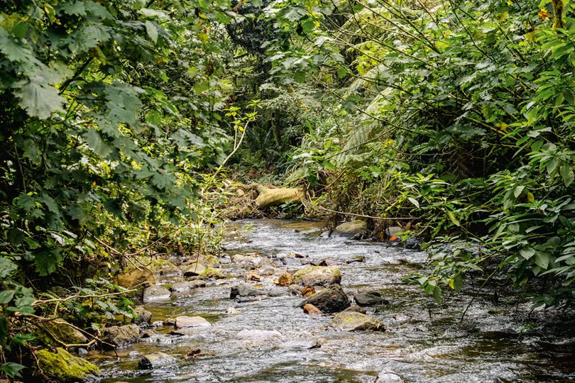 Erebero Hills - Bwindi Impenetrable Forest River at Erebero Hills, Bwindi Impenetrable Forest National Park, Uganda.