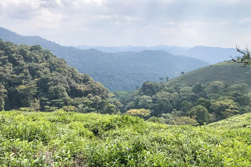 Erebero Hills - Bwindi Impenetrable Forest River at Erebero Hills, Bwindi Impenetrable Forest National Park, Uganda.