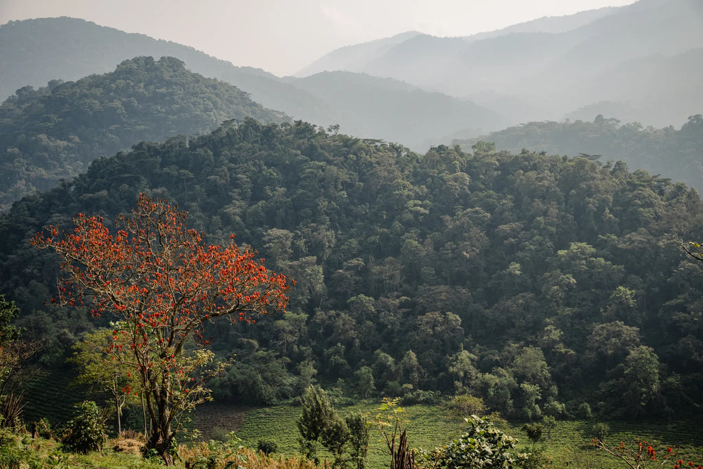 Erebero Hills - Bwindi Impenetrable Forest at Erebero Hills, Bwindi Impenetrable Forest National Park, Uganda.