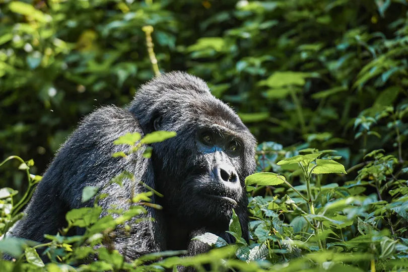 Erebero Hills - Gorilla at Erebero Hills, Bwindi Impenetrable Forest National Park, Uganda.
