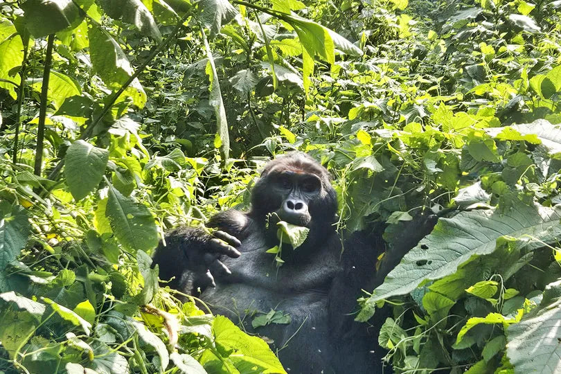 Erebero Hills - Gorilla Enjoying a Snack at Erebero Hills, Bwindi Impenetrable Forest National Park, Uganda.