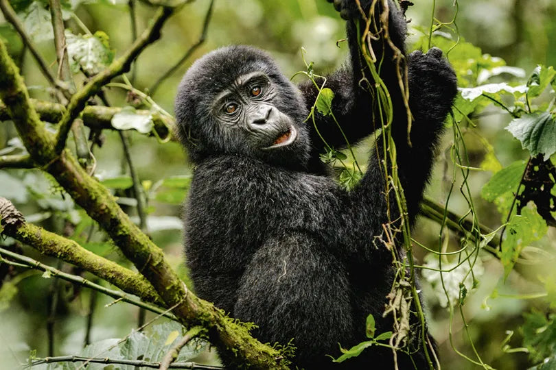 Erebero Hills - Gorilla in the Trees at Erebero Hills, Bwindi Impenetrable Forest National Park, Uganda.