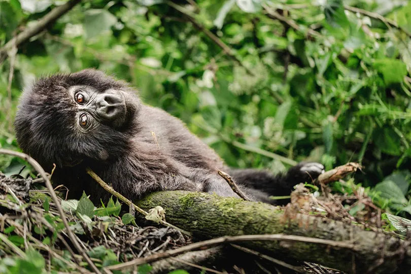 Erebero Hills - Gorilla Relaxing at Erebero Hills, Bwindi Impenetrable Forest National Park, Uganda.