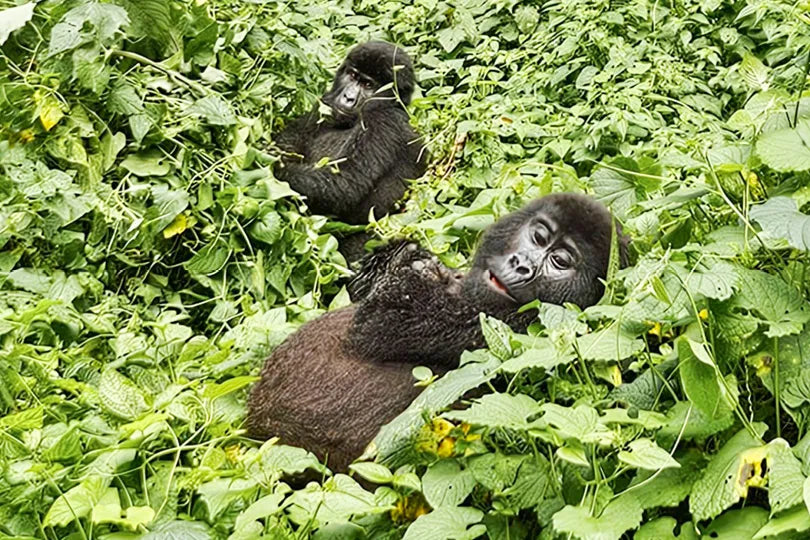 Erebero Hills - Two Gorillas in the Bushes at Erebero Hills, Bwindi Impenetrable Forest National Park, Uganda.