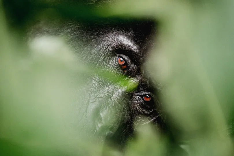 Erebero Hills - Up Close To a Gorilla at Erebero Hills, Bwindi Impenetrable Forest National Park, Uganda.