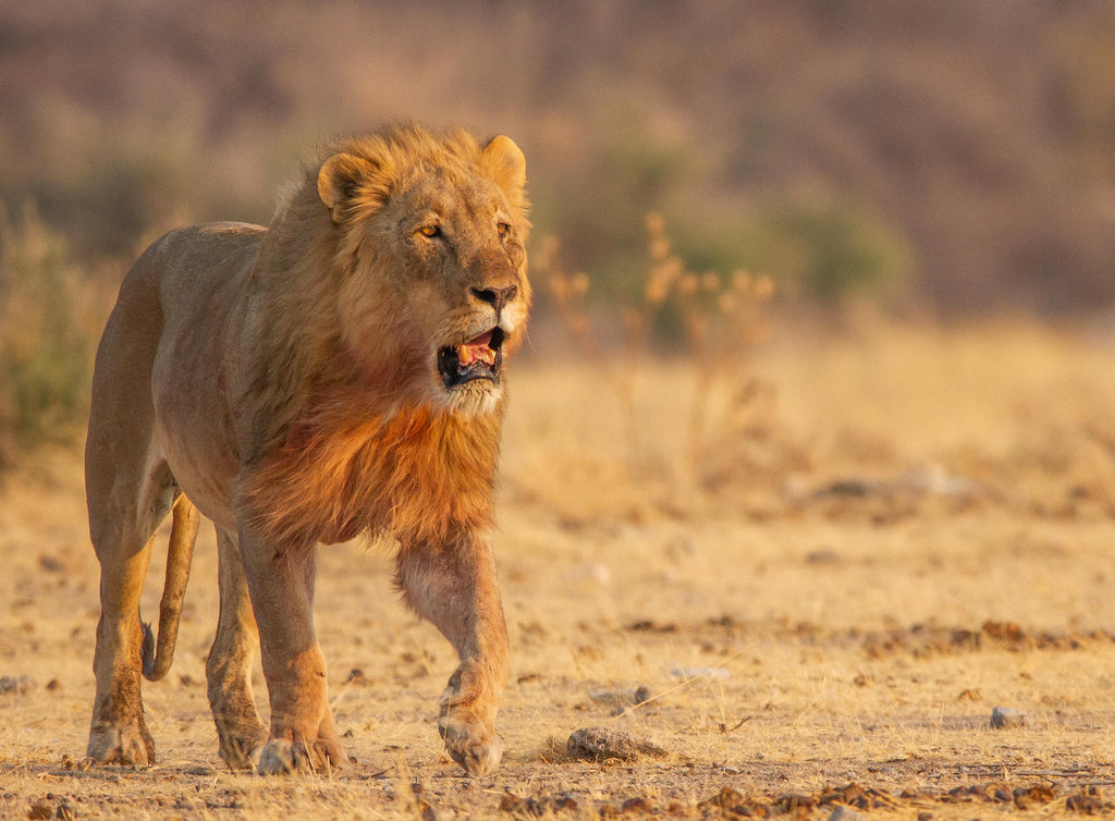 Etosha National Park Game Drive gallery image 6