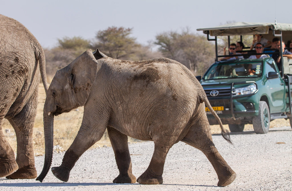 Etosha National Park Game Drive gallery image 5