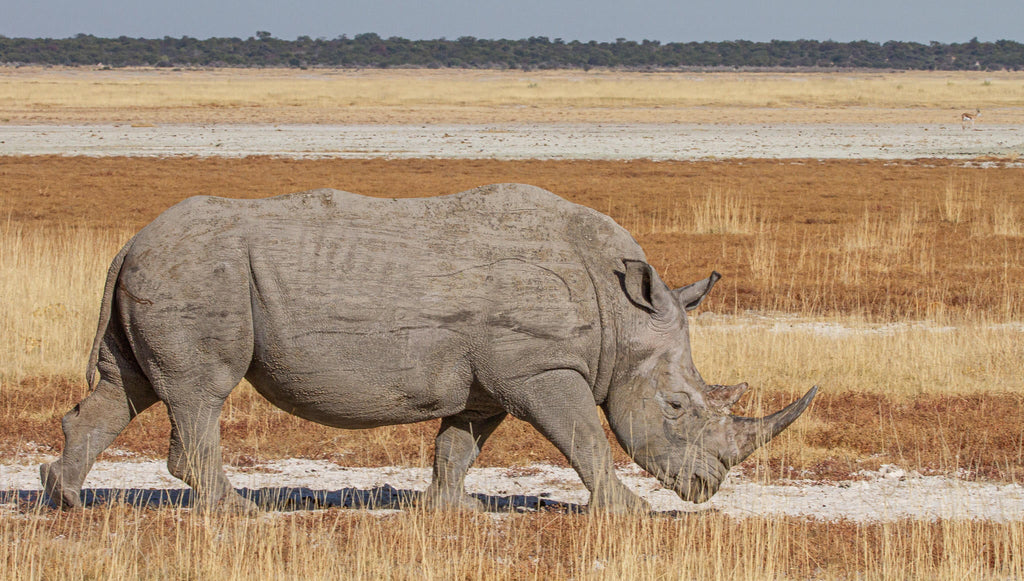 Etosha National Park Game Drive gallery image 4