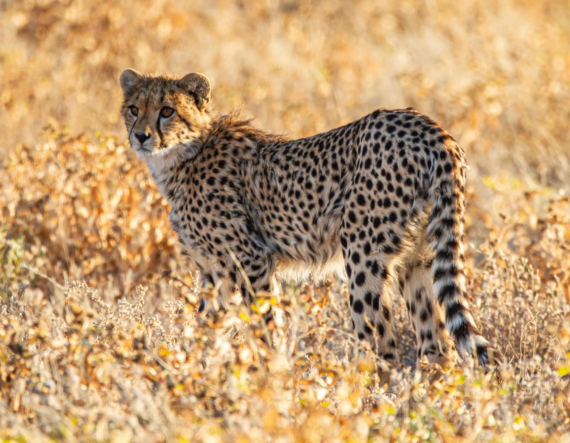 Etosha National Park Game Drive gallery image 7