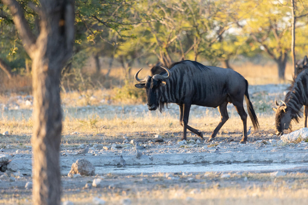 Etosha NP excursion gallery image 2