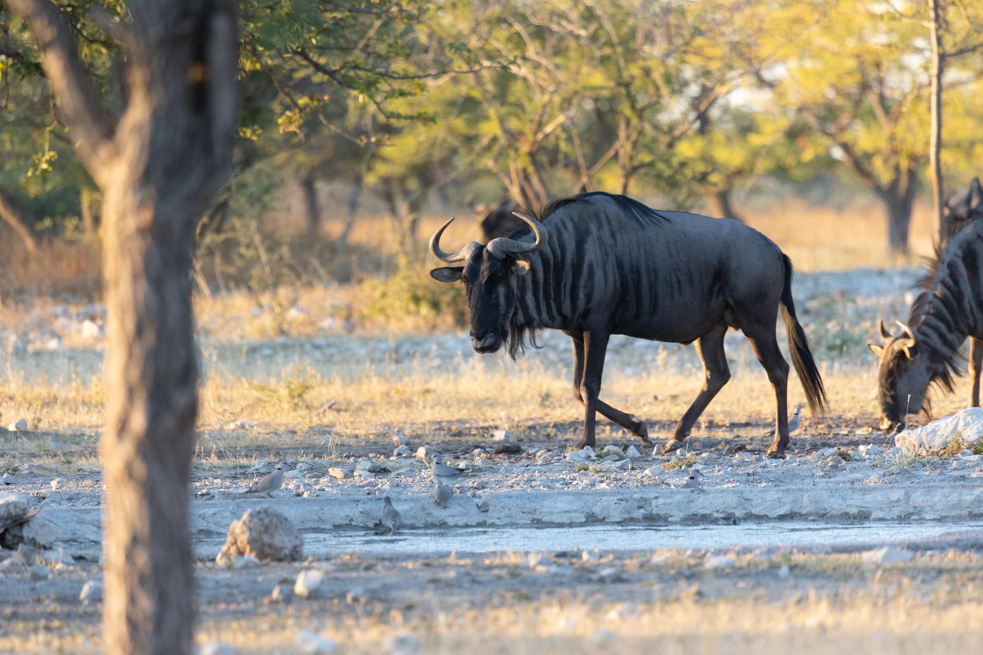 Etosha NP excursion gallery image 2