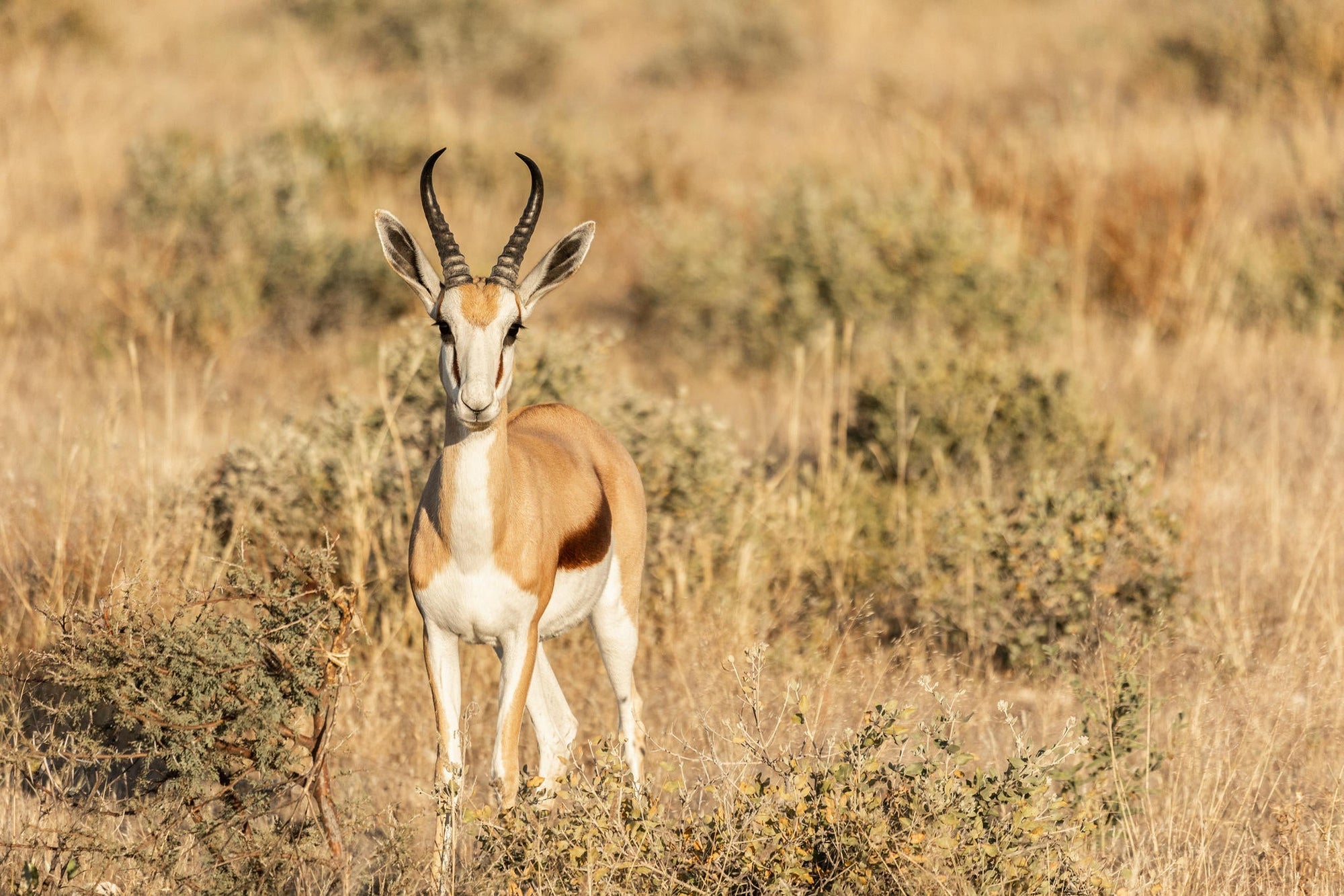 Etosha NP excursion gallery image 3