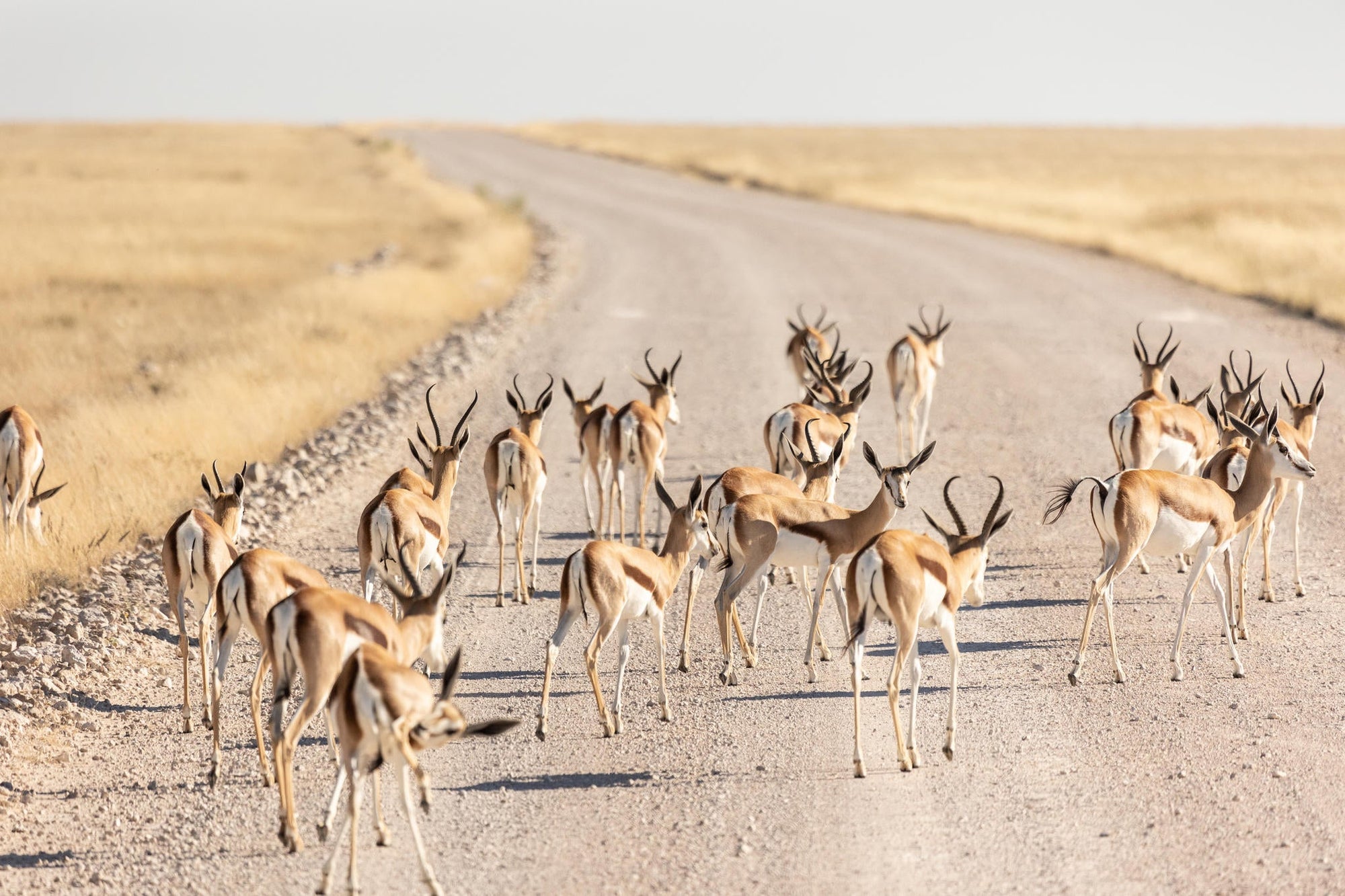 Etosha NP excursion gallery image 6