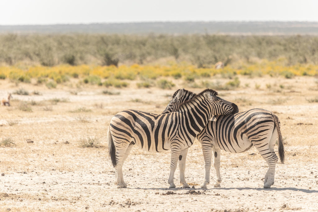 Etosha NP excursion gallery image 4