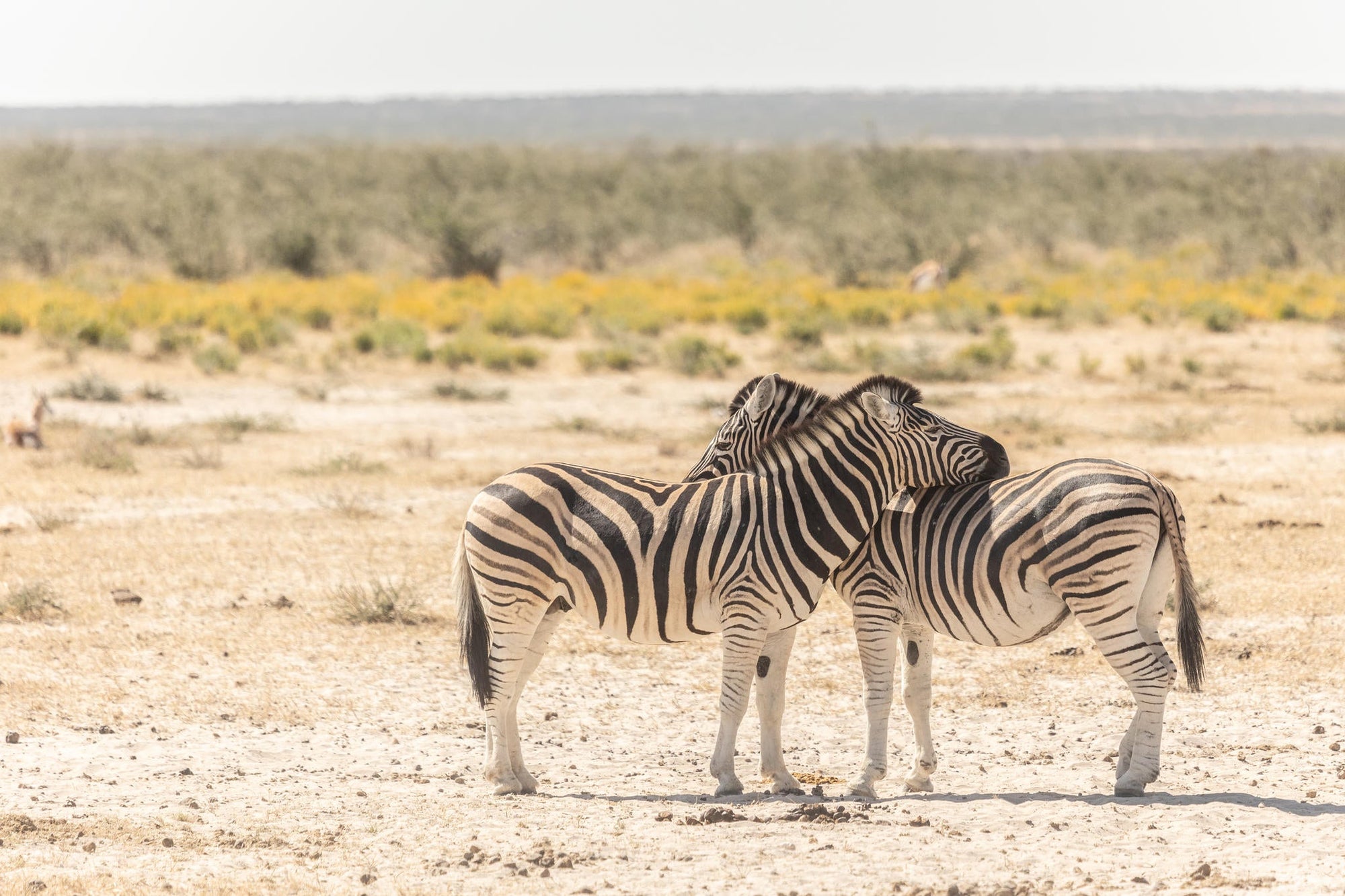 Etosha NP excursion gallery image 4