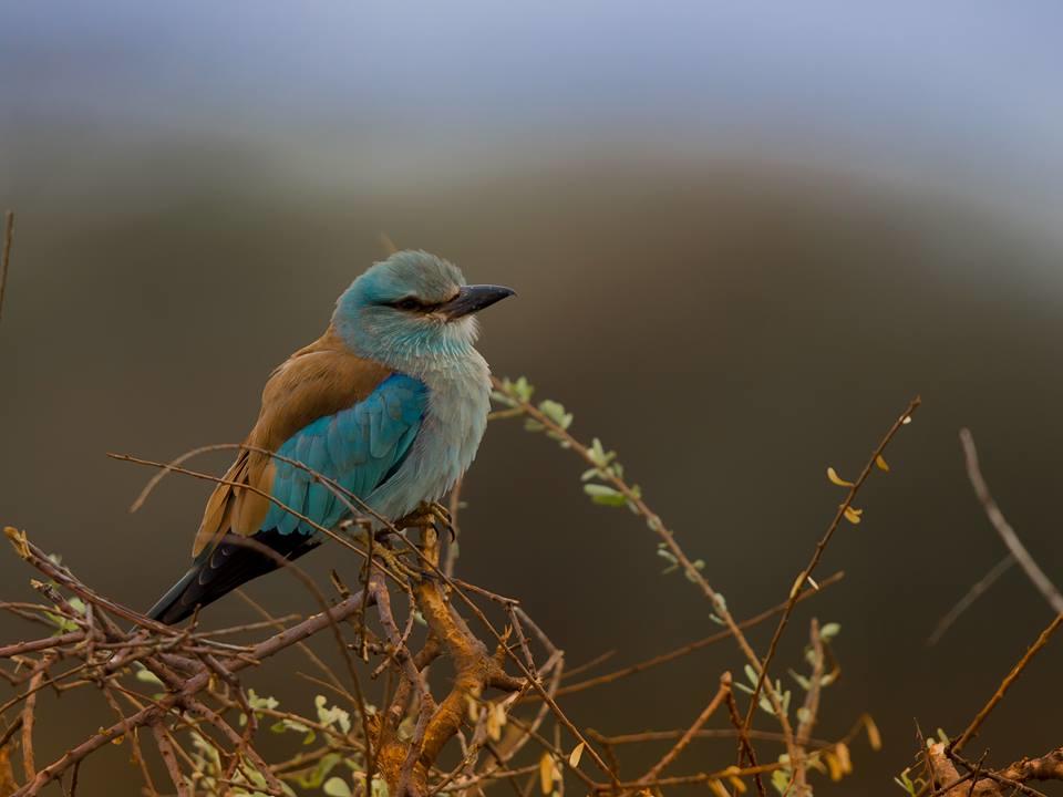 Birdwatching gallery image 2