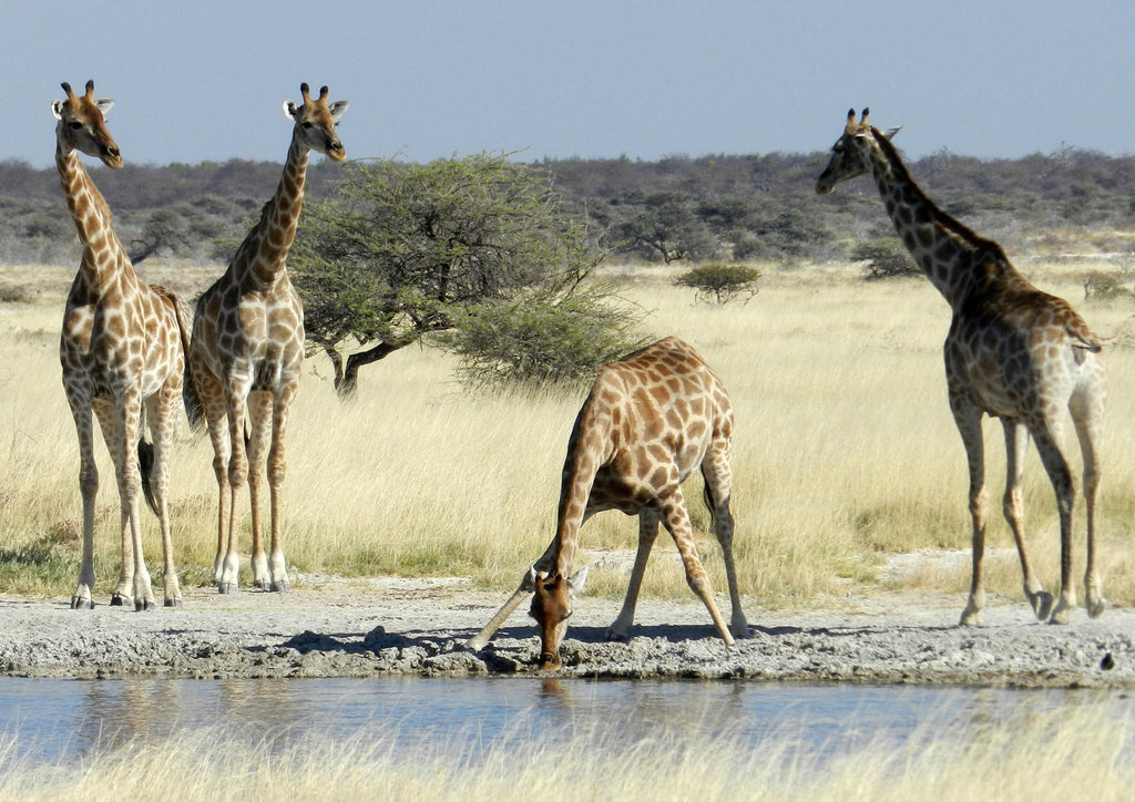 Full Day Game Drive gallery image 5