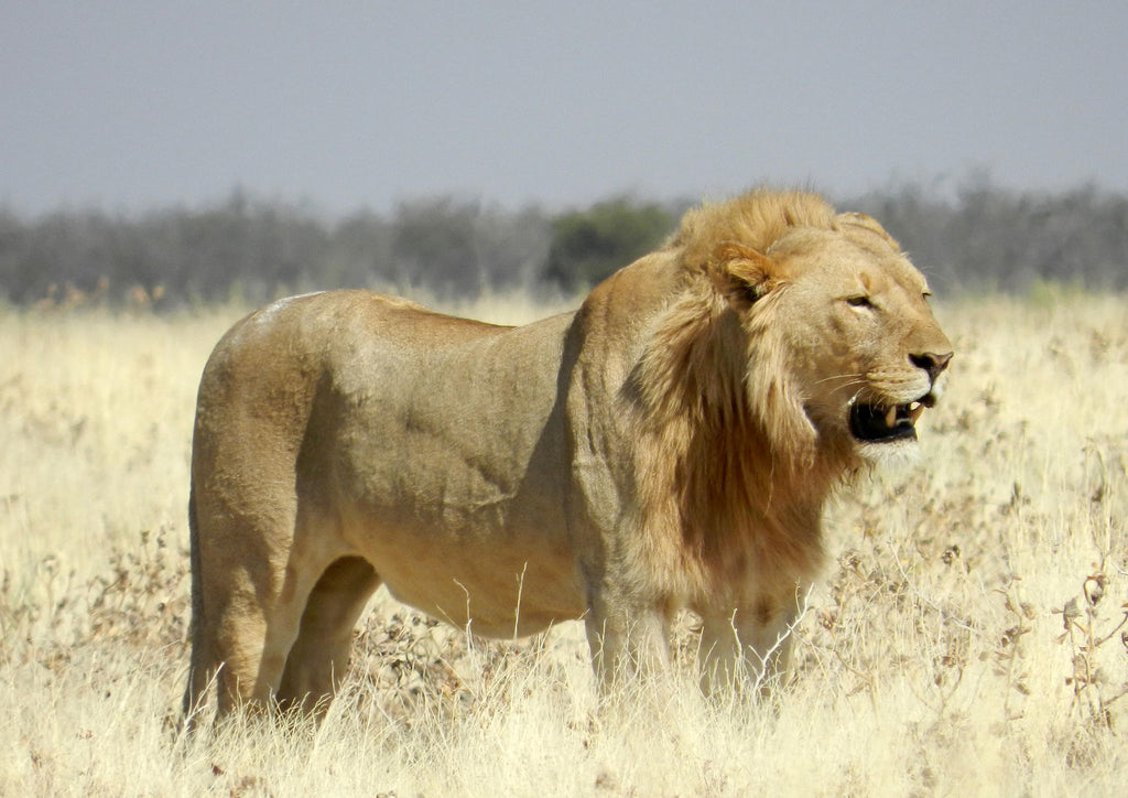 Full Day Game Drive gallery image 6