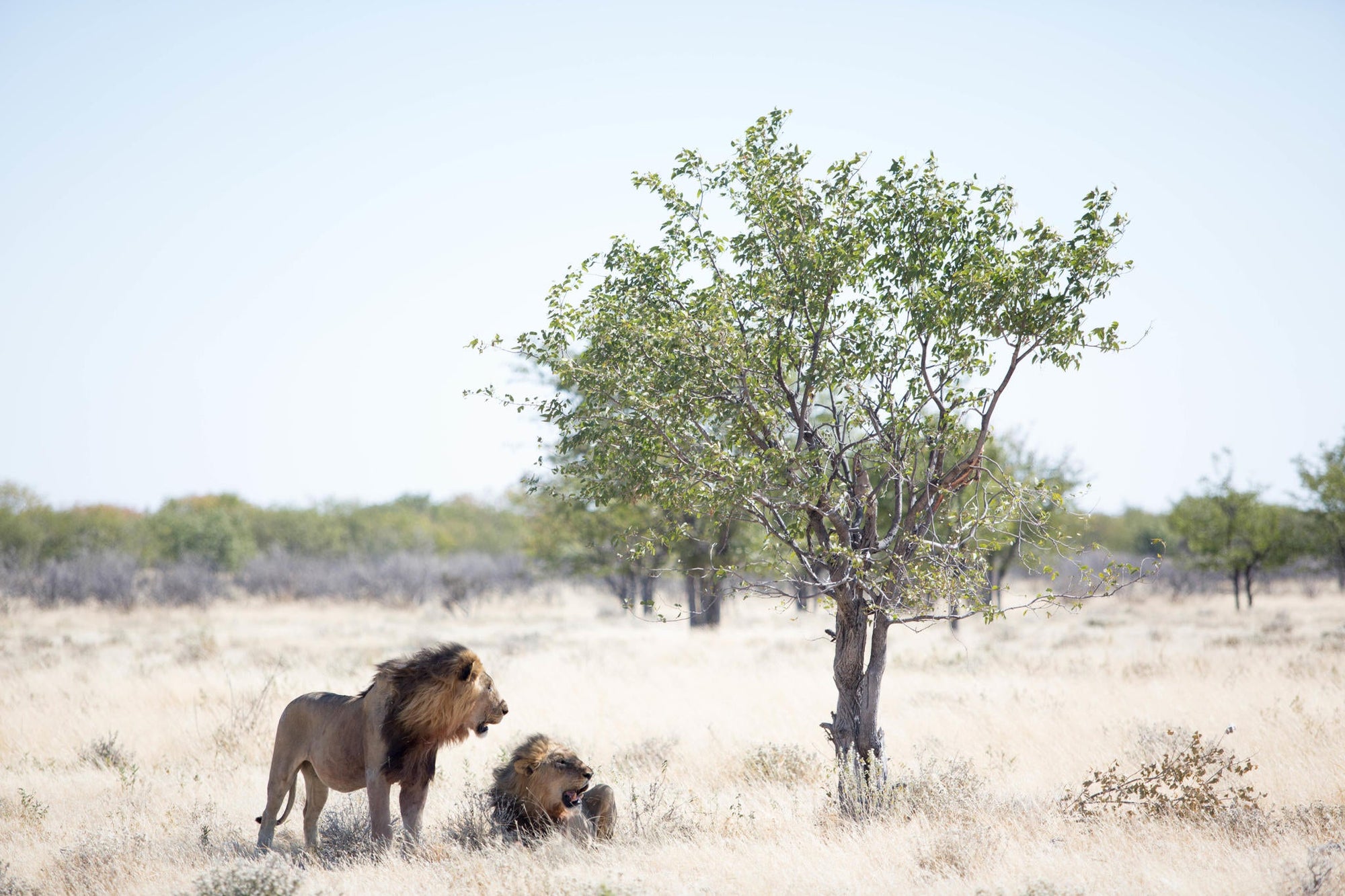 Full Day Game Drive gallery image 3