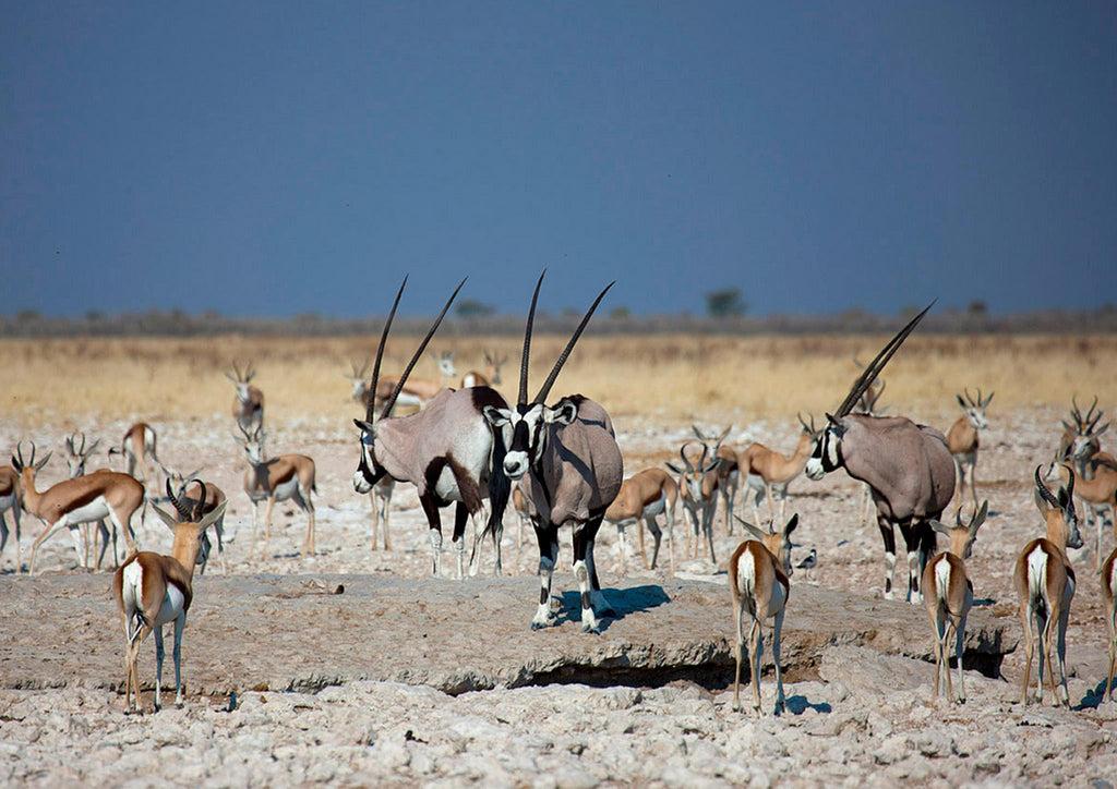 Morning Game Drive gallery image 4