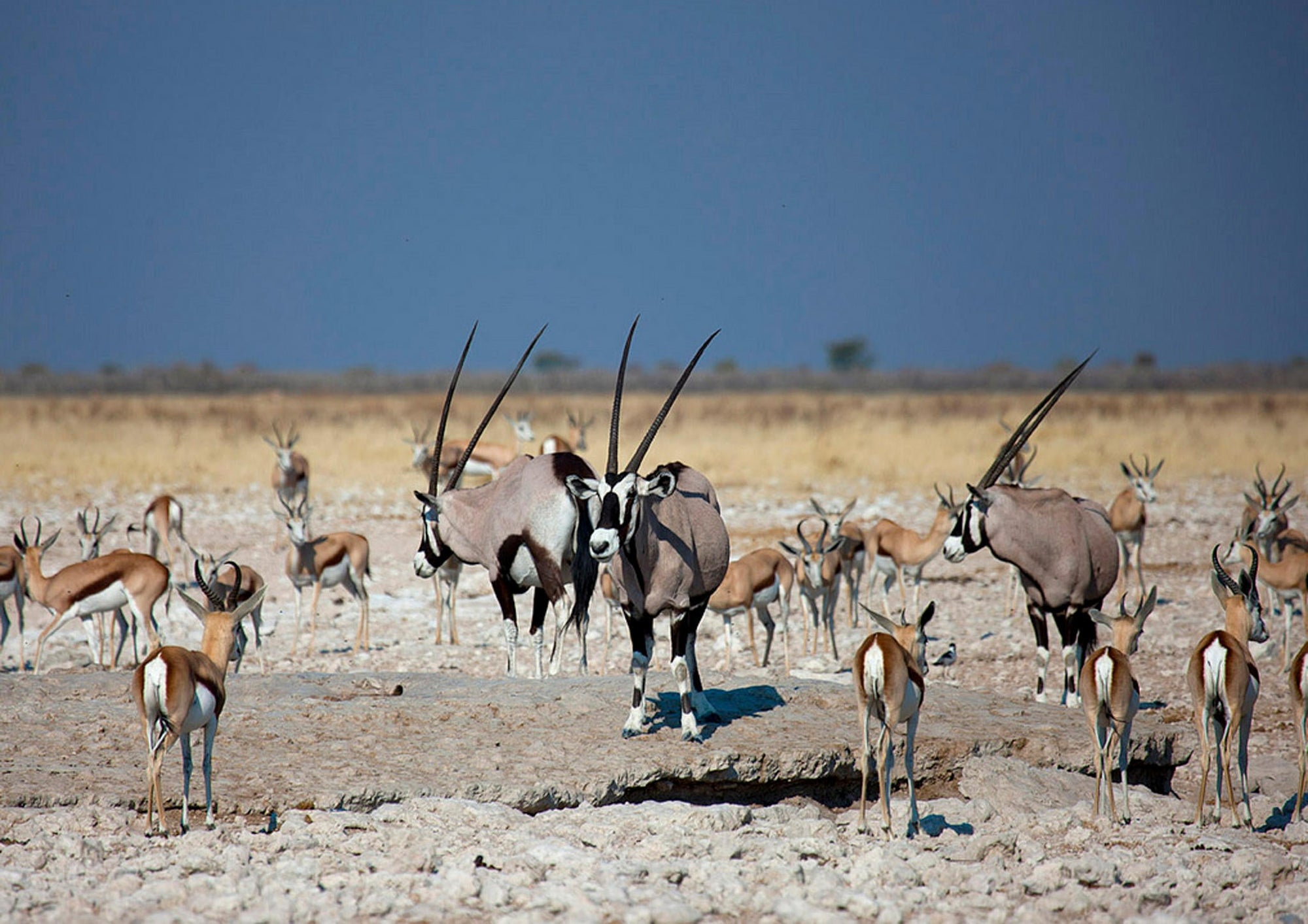 Morning Game Drive gallery image 4