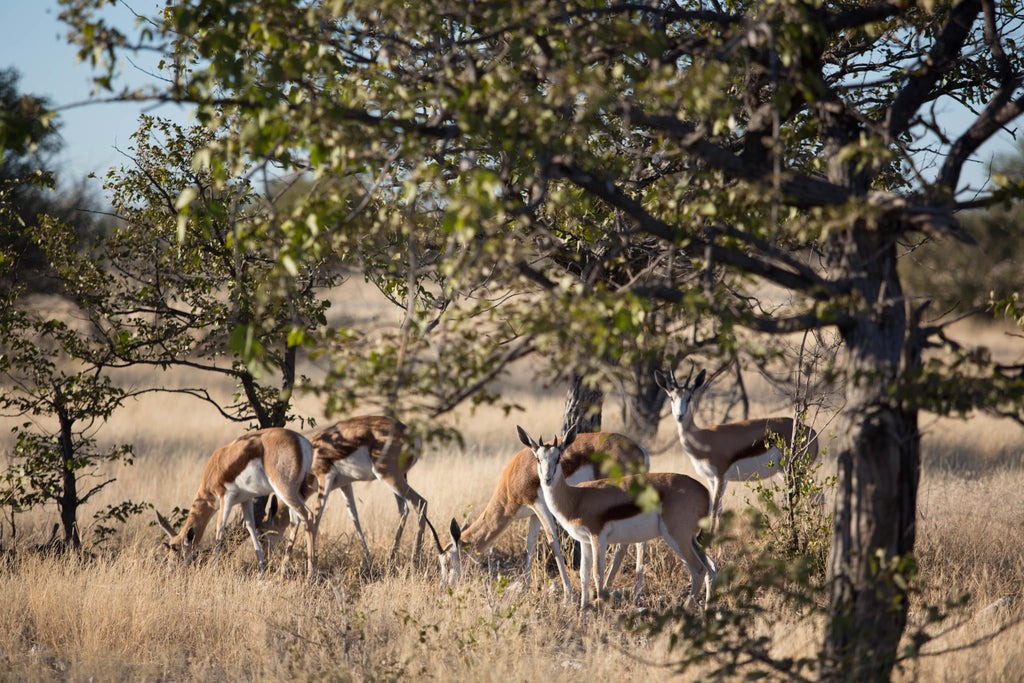 Full Day Game Drive gallery image 4