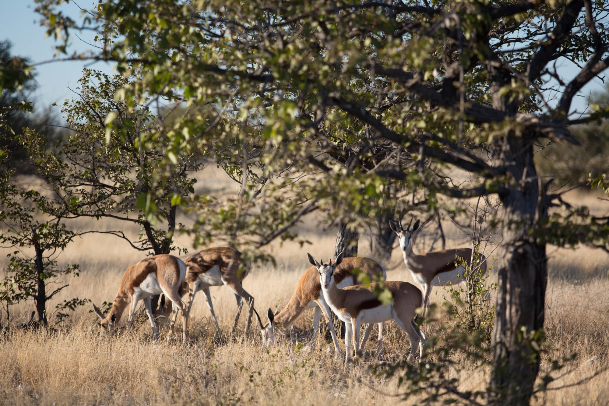 Full Day Game Drive gallery image 4
