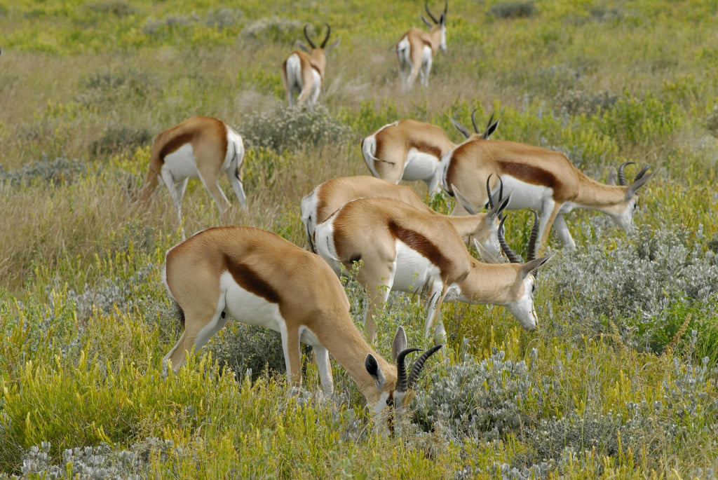 Morning Game Drive gallery image 2