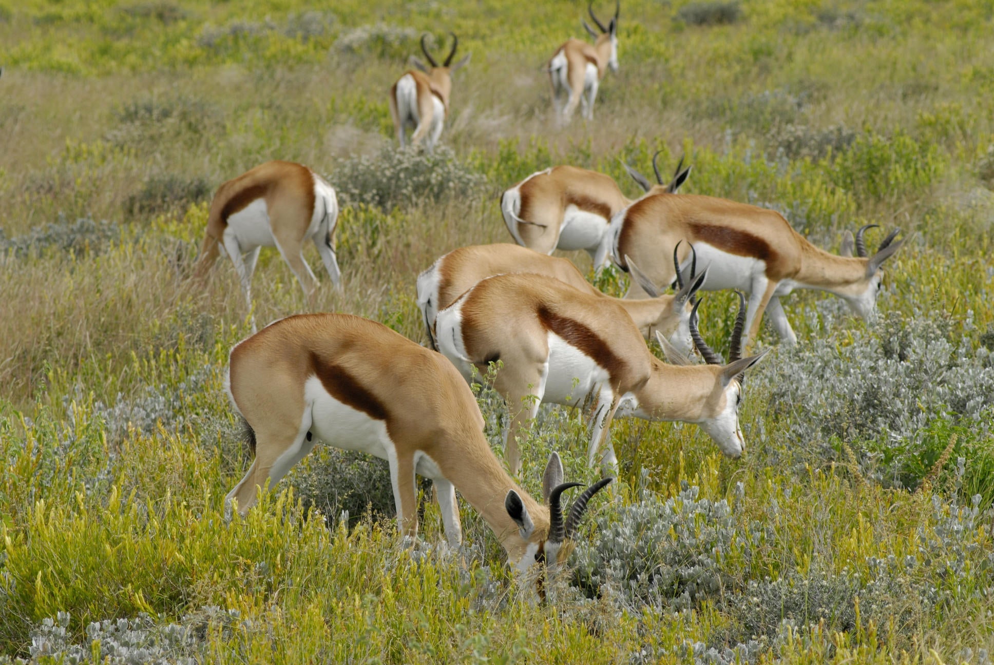 Morning Game Drive gallery image 2