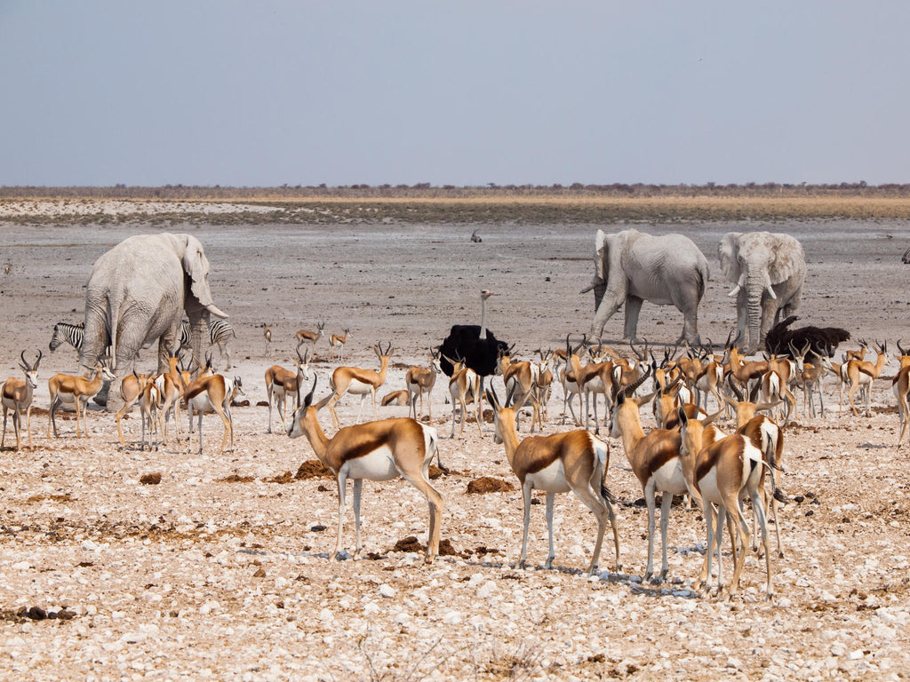 Morning Game Drive gallery image 5
