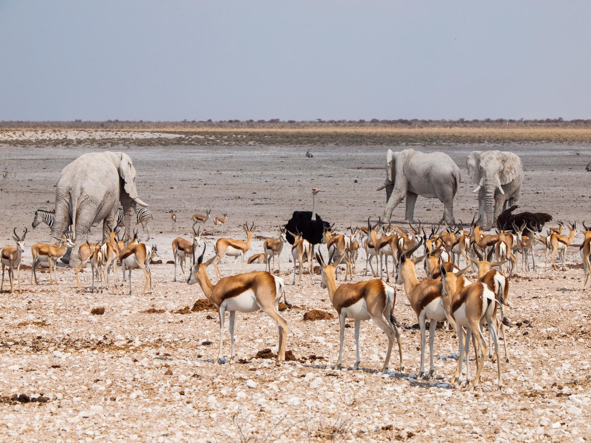Morning Game Drive gallery image 5