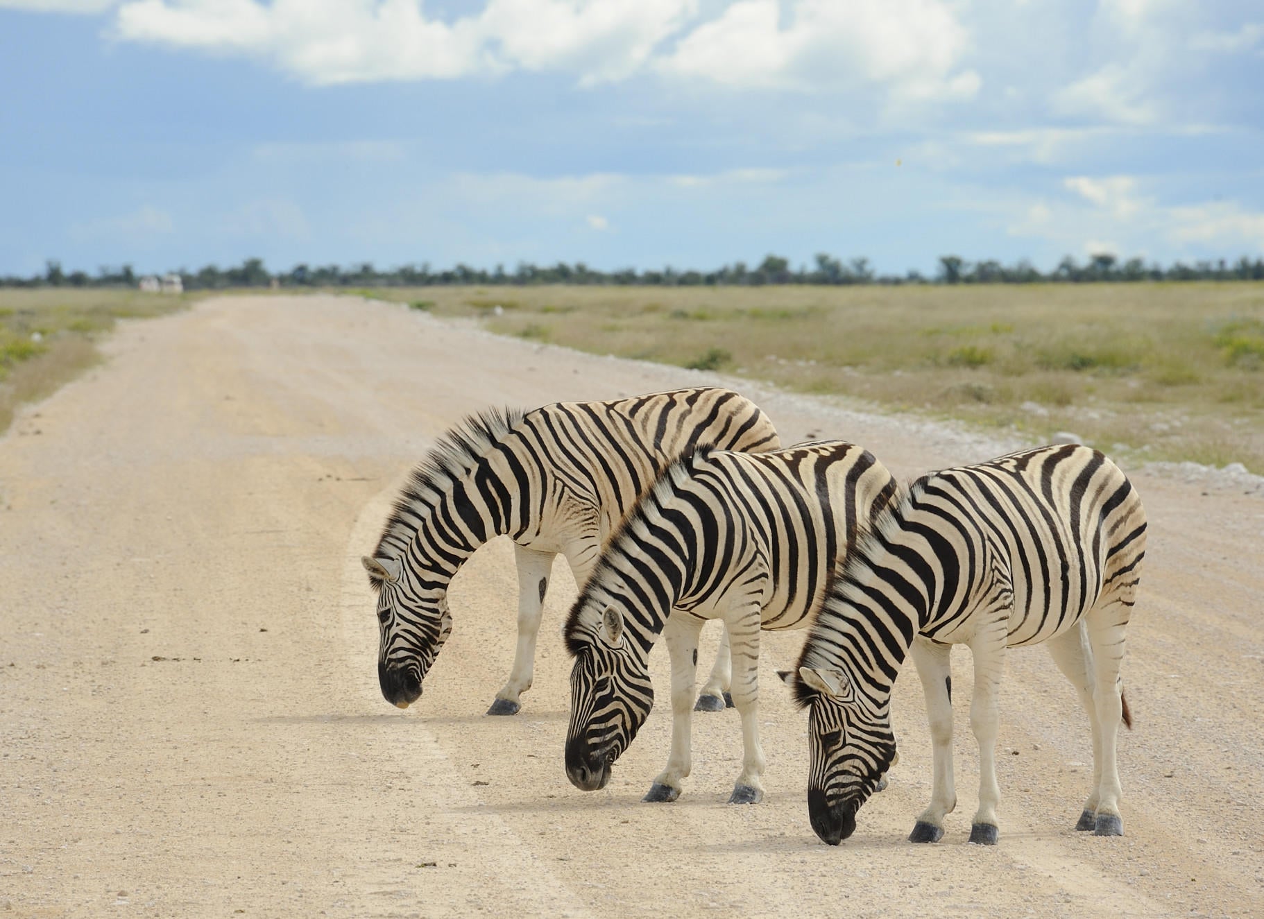 Morning Game Drive gallery image 3