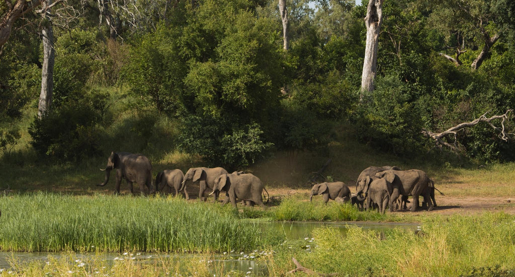 Game Drives in Gonarezhou National Park  gallery image 4