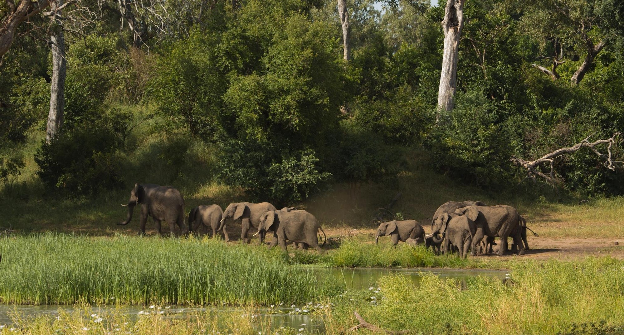Game Drives in Gonarezhou National Park  gallery image 4