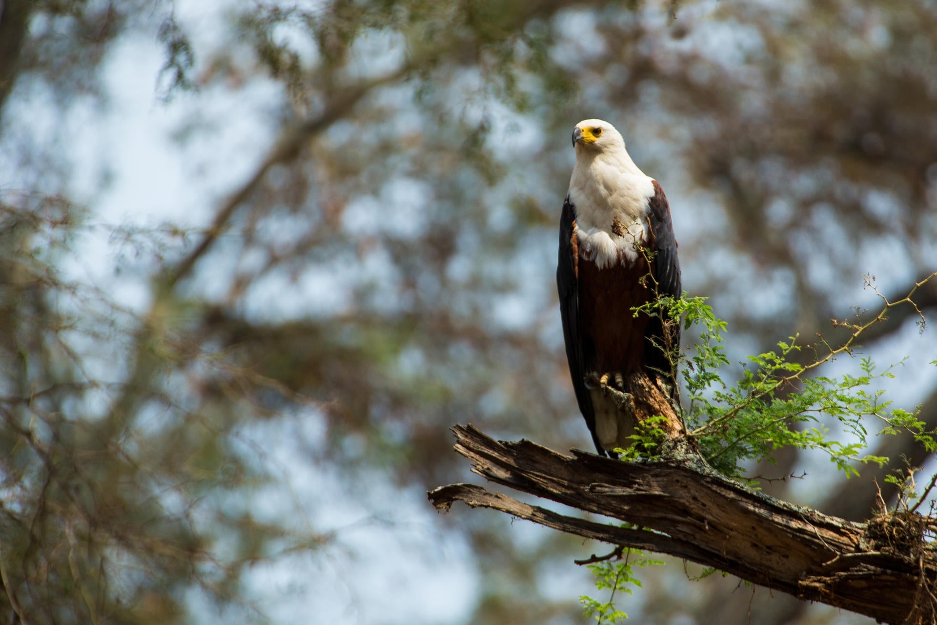 Birding gallery image 4