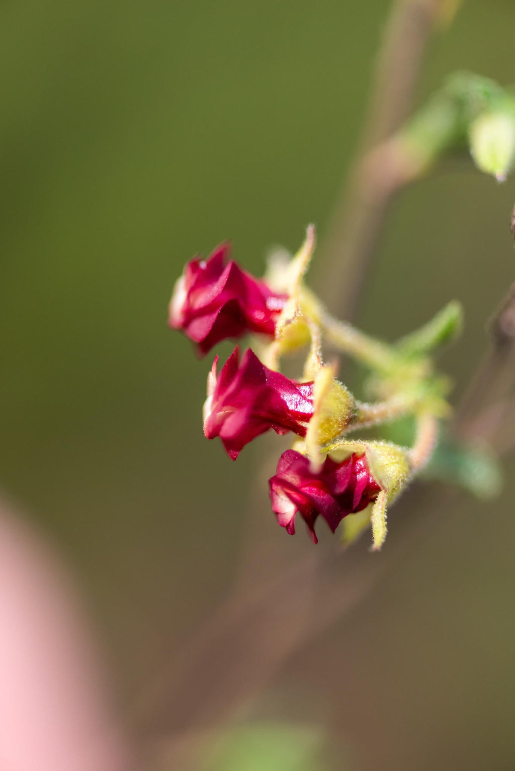 Guided Fynbos Bush Walks gallery image 6