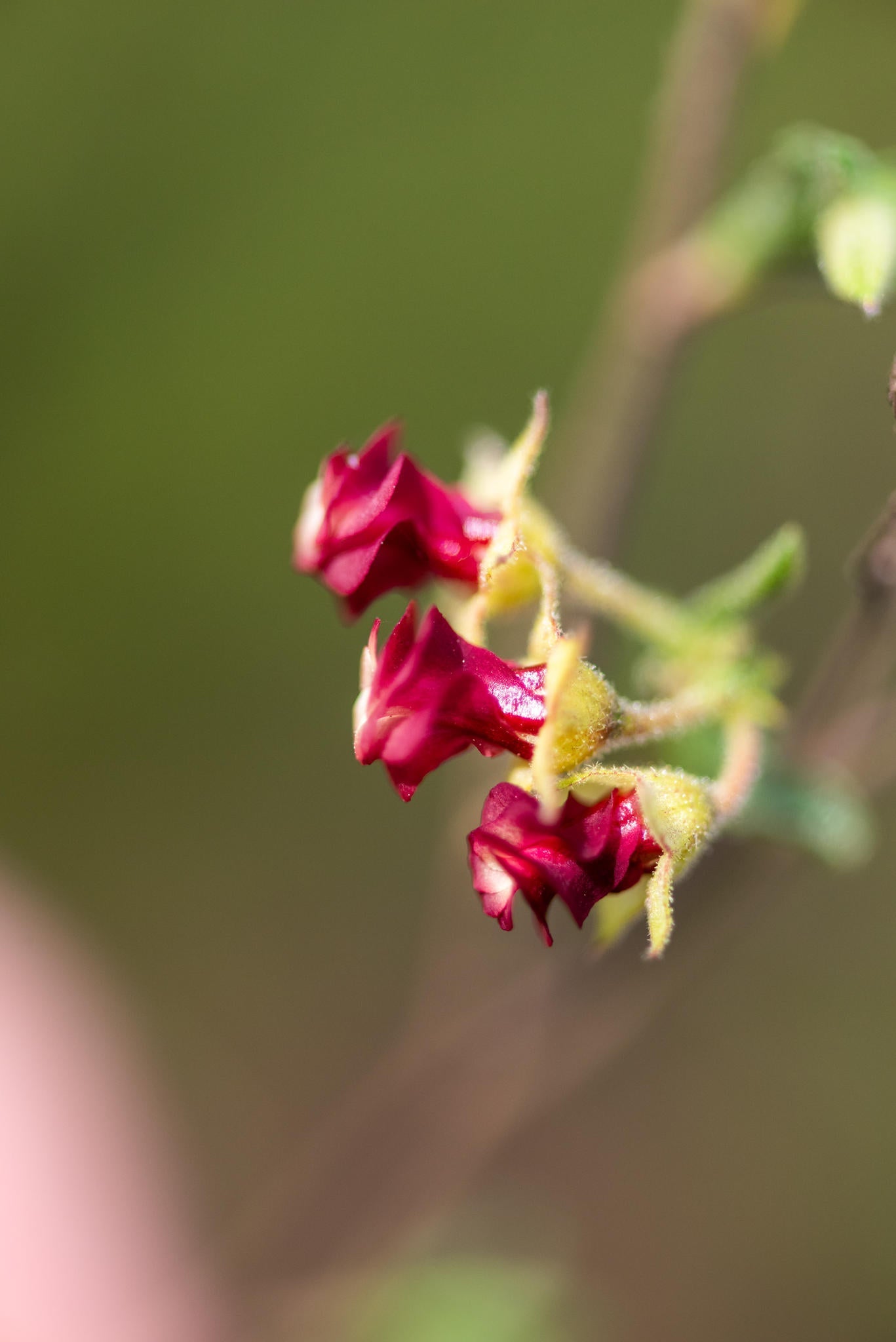 Guided Fynbos Bush Walks gallery image 6