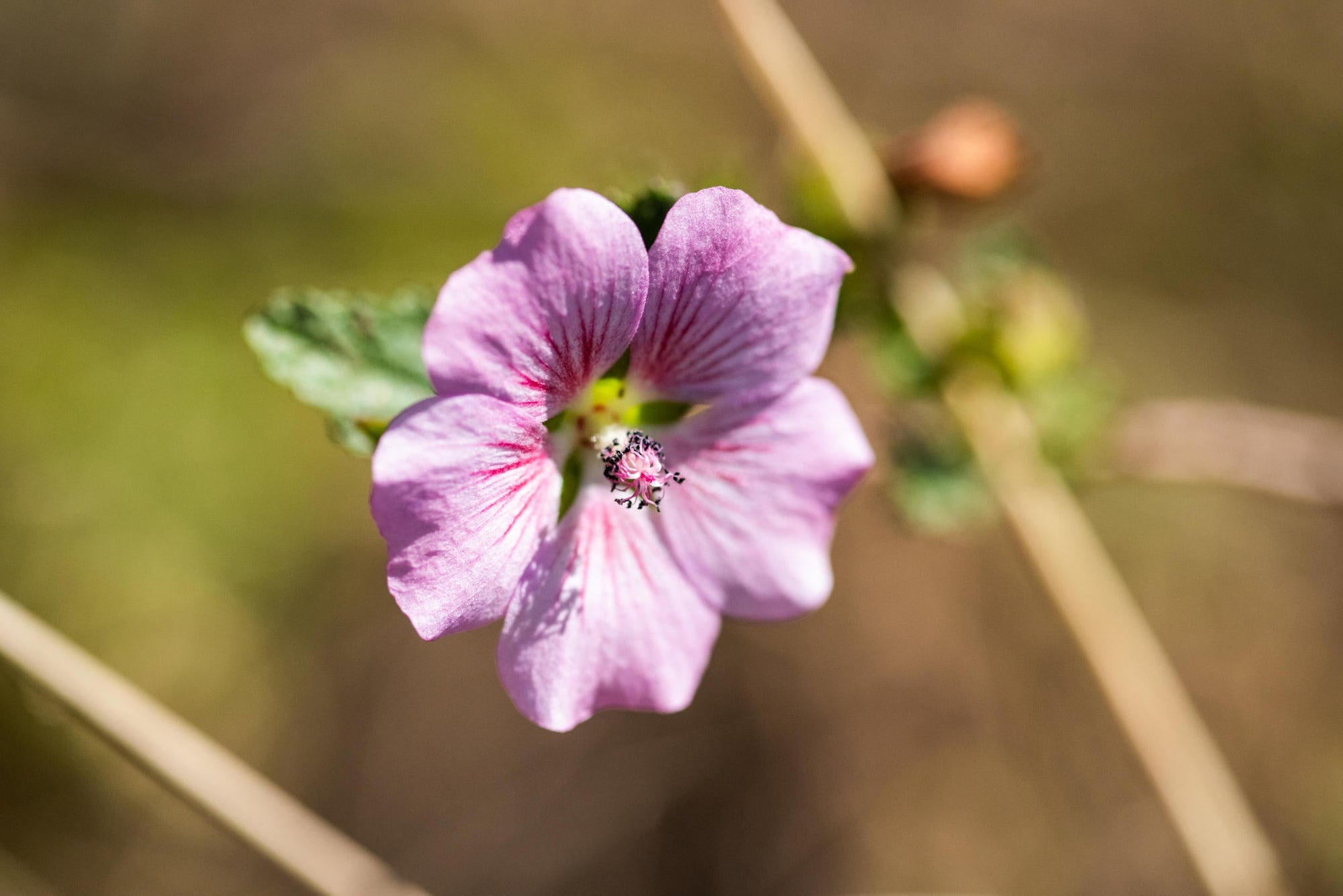 Guided Fynbos Bush Walks gallery image 5