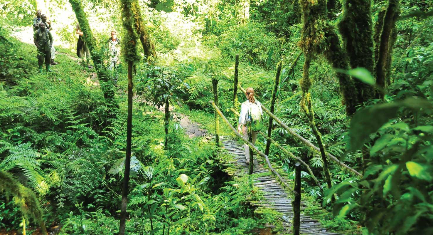 Ivy Trail - WALK from BUHOMA to Nkuringo or Vice Versa