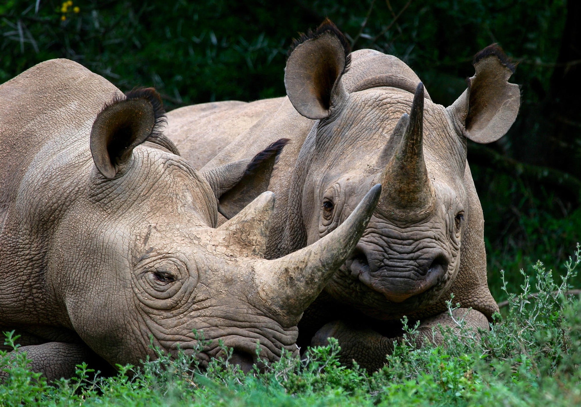 Rhino feeding and monitoring  gallery image 1